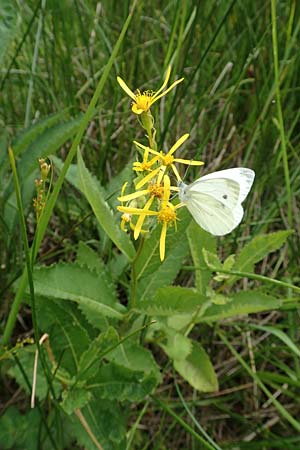 Senecio hercynicus \ Hain-Greiskraut, Harz-Greiskraut / Mountain Woundwort, D Hunsrück, Börfink 18.7.2020
