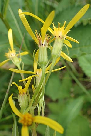 Senecio hercynicus \ Hain-Greiskraut, Harz-Greiskraut / Mountain Woundwort, D Hunsrück, Börfink 18.7.2020