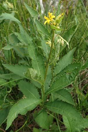 Senecio hercynicus \ Hain-Greiskraut, Harz-Greiskraut / Mountain Woundwort, D Hunsrück, Börfink 18.7.2020