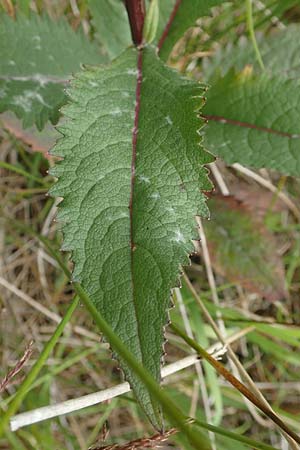 Senecio hercynicus \ Hain-Greiskraut, Harz-Greiskraut / Mountain Woundwort, D Hunsrück, Börfink 18.7.2020