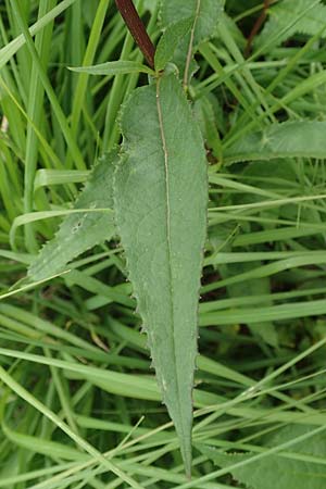 Senecio hercynicus \ Hain-Greiskraut, Harz-Greiskraut / Mountain Woundwort, D Hunsrück, Börfink 18.7.2020