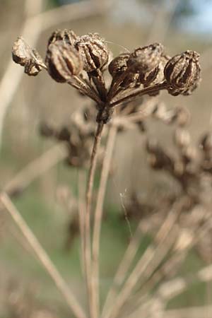 Conium maculatum \ Gefleckter Schierling, Flecken-Schierling / Hemlock, D Brandenburg, Havelaue-Strodehne 17.9.2020