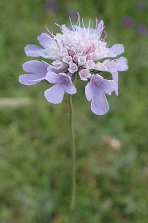 Scabiosa columbaria \ Tauben-Skabiose / Small Scabious, D Neuleiningen 6.8.2021