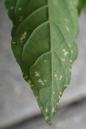 Solanum pseudocapsicum \ Korallen-Bumchen, Korallen-Kirsche / Jerusalem Cherry, Winter Cherry, D Mutterstadt 17.8.2021