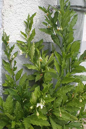 Solanum pseudocapsicum \ Korallen-Bumchen, Korallen-Kirsche / Jerusalem Cherry, Winter Cherry, D Mutterstadt 17.8.2021