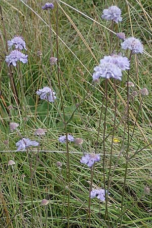 Scabiosa canescens \ Graue Skabiose, Duft-Skabiose / Fragrant Scabious, D Asselh 26.8.2021