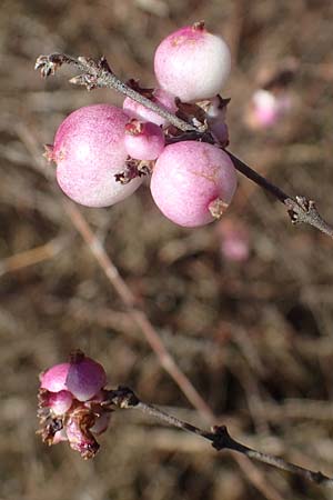 Symphoricarpos x chenaultii \ Bastard-Korallenbeere / Hybrid Coralberry, D Mannheim 9.2.2022