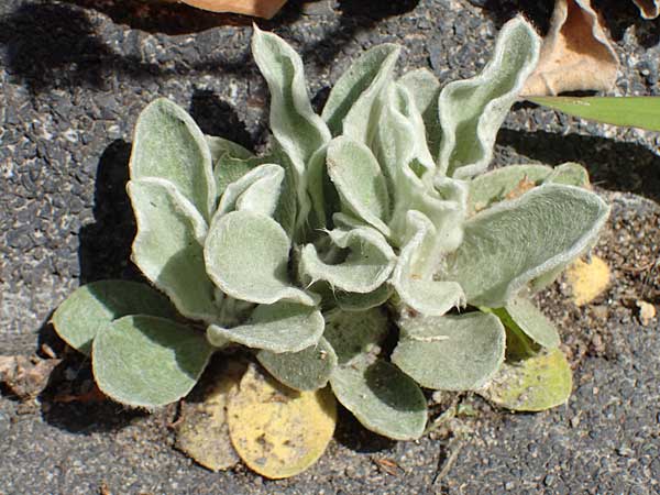 Silene coronaria \ Kronen-Lichtnelke, Kranz-Lichtnelke / Rose Campion, D Bochum 20.6.2022