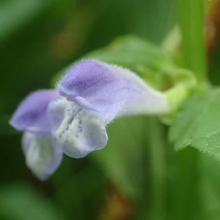 Scutellaria galericulata \ Sumpf-Helmkraut, Kappen-Helmkraut / Skullcap, D Königstein-Falkenstein 30.6.2023