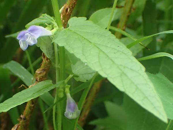Scutellaria galericulata \ Sumpf-Helmkraut, Kappen-Helmkraut / Skullcap, D Königstein-Falkenstein 30.6.2023