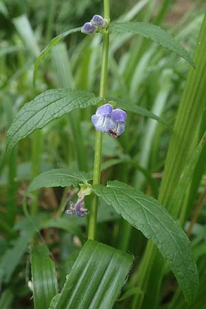 Scutellaria galericulata \ Sumpf-Helmkraut, Kappen-Helmkraut / Skullcap, D Königstein-Falkenstein 30.6.2023