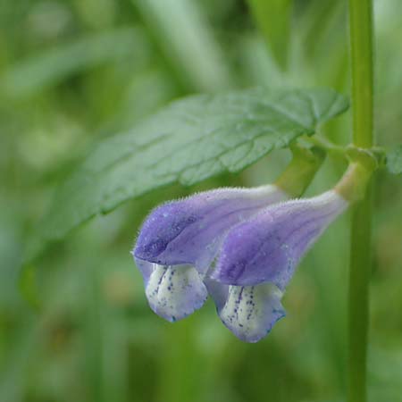Scutellaria galericulata \ Sumpf-Helmkraut, Kappen-Helmkraut / Skullcap, D Königstein-Falkenstein 30.6.2023