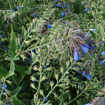 Symphytum caucasicum \ Kaukasus-Beinwell / Caucasian Comfrey, Blue Comfrey, D Botan. Gar.  Universit.  Ulm 26.5.2025