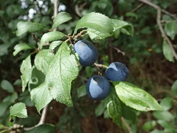 Prunus spinosa \ Schlehe, Schwarzdorn / Sloe, Blackthorn, D Olpe 2.9.2026