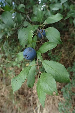 Prunus spinosa \ Schlehe, Schwarzdorn / Sloe, Blackthorn, D Olpe 2.9.2026