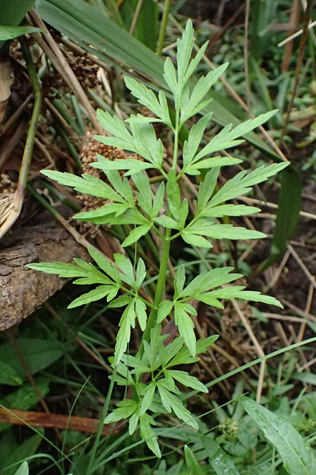 Selinum carvifolia \ K�mmelbl�ttrige Silge / Cambridge Milk Parsley, D Niederaula 3.9.2026