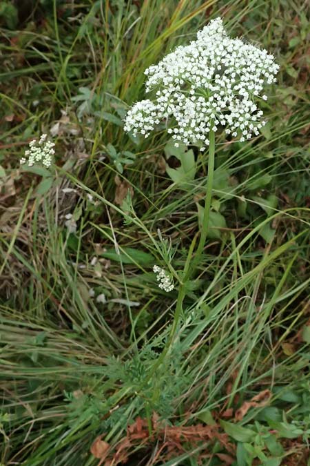 Selinum carvifolia \ K�mmelbl�ttrige Silge / Cambridge Milk Parsley, D Niederaula 3.9.2026