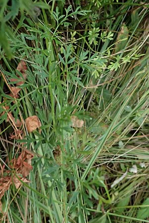 Selinum carvifolia \ K�mmelbl�ttrige Silge / Cambridge Milk Parsley, D Niederaula 3.9.2026