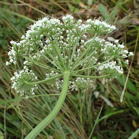 Selinum carvifolia \ K�mmelbl�ttrige Silge / Cambridge Milk Parsley, D Niederaula 3.9.2026