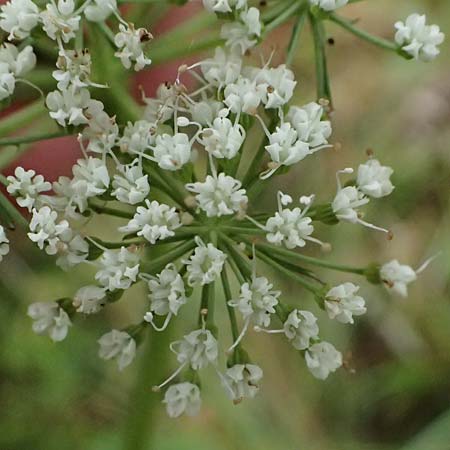 Selinum carvifolia \ K�mmelbl�ttrige Silge / Cambridge Milk Parsley, D Niederaula 3.9.2026