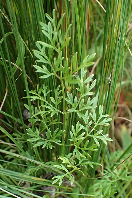 Selinum carvifolia \ K�mmelbl�ttrige Silge / Cambridge Milk Parsley, D Niederaula 3.9.2026