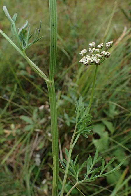 Selinum carvifolia \ K�mmelbl�ttrige Silge / Cambridge Milk Parsley, D Niederaula 3.9.2026