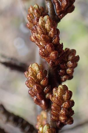 Hippophae rhamnoides \ Sanddorn / Sea Buckthorn, D Mannheim 5.3.2016