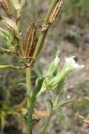 Silene dichotoma \ Gabel-Leimkraut / Forked Catchfly, D Freiburg-Tiengen 22.7.2017