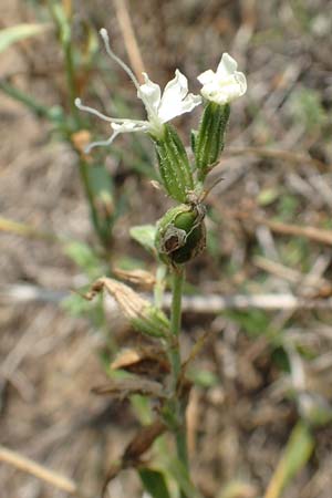 Silene dichotoma \ Gabel-Leimkraut / Forked Catchfly, D Freiburg-Tiengen 22.7.2017
