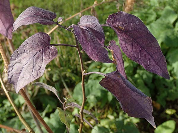 Solanum dulcamara \ Bitterser Nachtschatten / Bittersweet, D Mannheim 24.10.2019