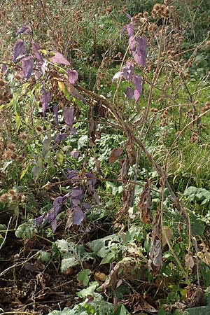 Solanum dulcamara \ Bitterser Nachtschatten / Bittersweet, D Mannheim 24.10.2019