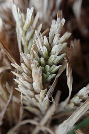 Sclerochloa dura \ Gewhnliches Hartgras / Common Hardgrass, Fairground Grass, D Grünstadt-Asselheim 14.5.2020