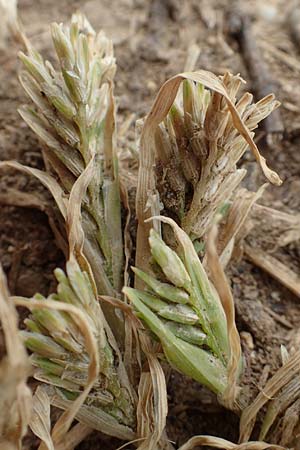 Sclerochloa dura \ Gewhnliches Hartgras / Common Hardgrass, Fairground Grass, D Grünstadt-Asselheim 14.5.2020