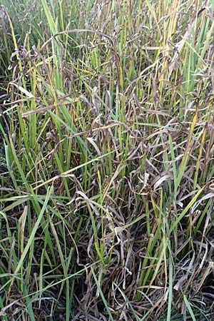 Sparganium erectum subsp. neglectum \ Unbeachteter Igelkolben / Neglected Bur-Reed, D Bürstadt 5.10.2016