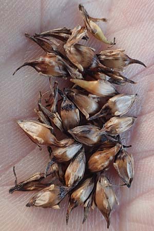 Sparganium erectum subsp. neglectum \ Unbeachteter Igelkolben / Neglected Bur-Reed, D Bürstadt 5.10.2016