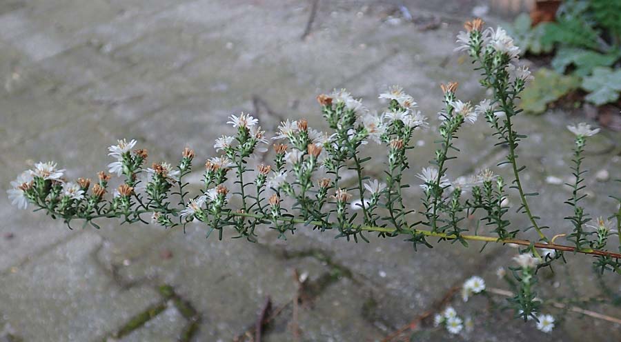 Symphyotrichum ericoides \ Myrten-Herbst-Aster / White Heath Aster, D Weinheim an der Bergstraße 20.10.2017
