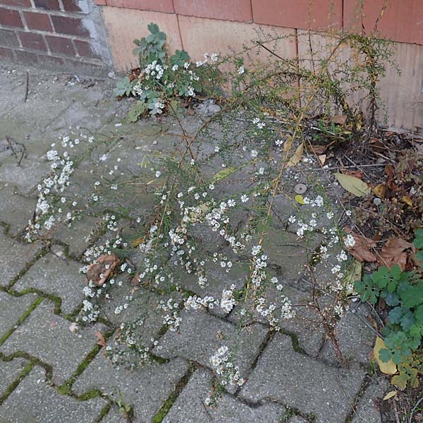 Symphyotrichum ericoides \ Myrten-Herbst-Aster / White Heath Aster, D Weinheim an der Bergstraße 20.10.2017