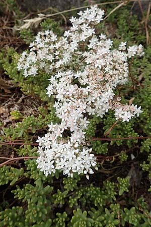 Sedum album \ Weier Mauerpfeffer / White Stonecrop, D Eifel, Dreiborn 9.7.2018