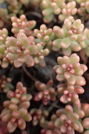 Sedum album \ Weier Mauerpfeffer / White Stonecrop, D Eifel, Dreiborn 9.7.2018