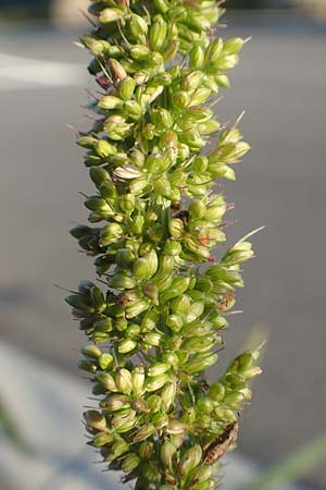 Setaria verticillata \ Kletten-Borstenhirse, Quirlige Borstenhirse / Whorled Pigeon Grass, Bristly Foxtail, D Weinheim an der Bergstraße 30.9.2018