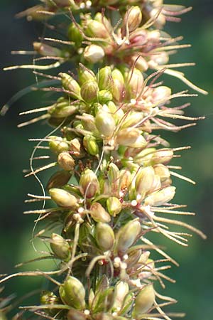 Setaria verticillata \ Kletten-Borstenhirse, Quirlige Borstenhirse / Whorled Pigeon Grass, Bristly Foxtail, D Weinheim an der Bergstraße 30.9.2018
