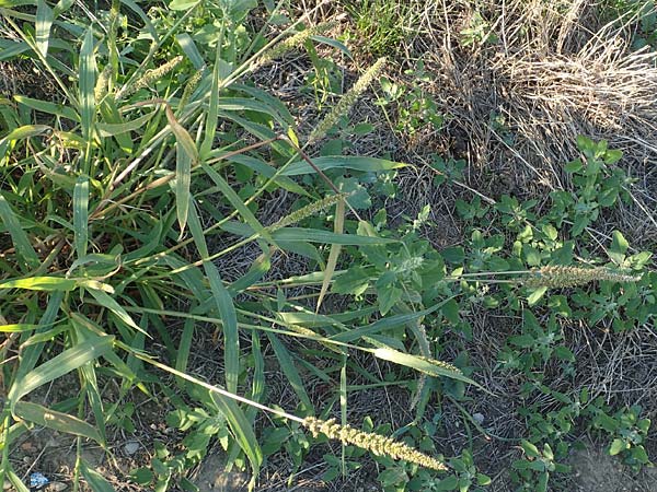 Setaria verticillata \ Kletten-Borstenhirse, Quirlige Borstenhirse / Whorled Pigeon Grass, Bristly Foxtail, D Weinheim an der Bergstraße 30.9.2018
