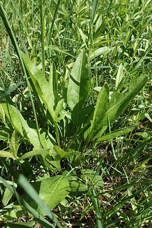 Serratula tinctoria \ Frber-Scharte, D Kollerinsel 6.5.2020