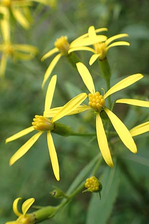 Senecio ovatus \ Fuchssches Greiskraut, Fuchs-Kreuzkraut / Woundwort, Wood Ragwort, D Hunsrück, Langweiler 18.7.2020