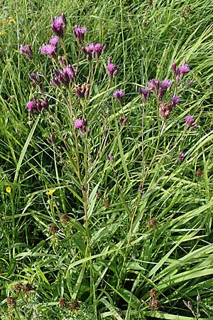 Serratula tinctoria \ Frber-Scharte, D Neuleiningen 6.8.2021