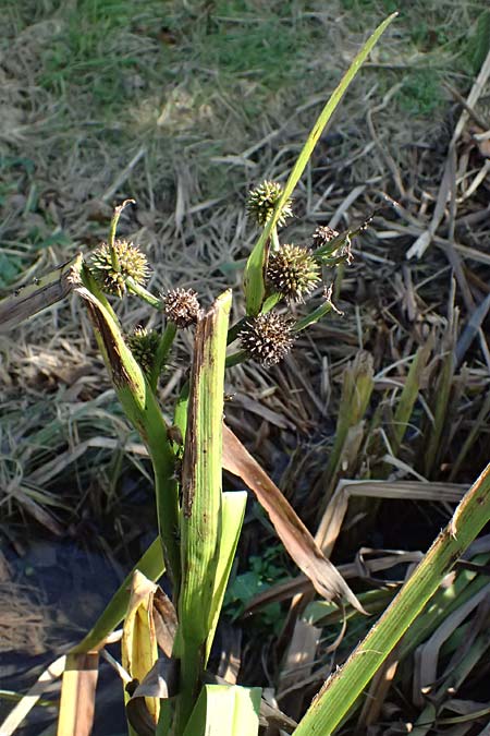 Sparganium erectum subsp. neglectum \ Unbeachteter Igelkolben / Neglected Bur-Reed, D Königsbach 26.10.2024