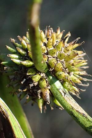 Sparganium erectum subsp. neglectum \ Unbeachteter Igelkolben / Neglected Bur-Reed, D Königsbach 26.10.2024