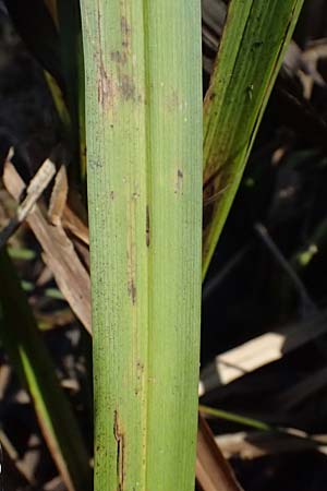 Sparganium erectum subsp. neglectum \ Unbeachteter Igelkolben / Neglected Bur-Reed, D Königsbach 26.10.2024