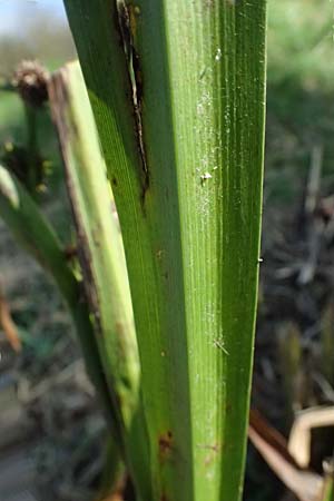 Sparganium erectum subsp. neglectum \ Unbeachteter Igelkolben / Neglected Bur-Reed, D Königsbach 26.10.2024