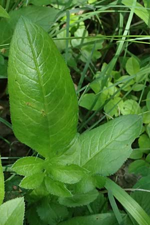 Serratula tinctoria \ Frber-Scharte / Saw Wort, D Eiersheim 31.5.2025
